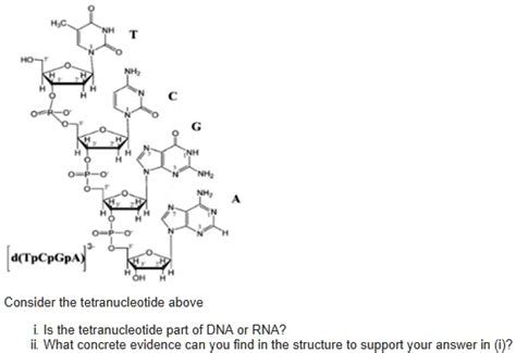 Solved D Tpcpgpaa Consider The Tetranucleotide Above Is The