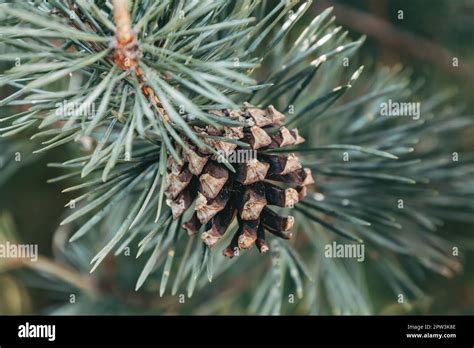 Brown Mature Ripe Seed Cone On The Branch Of Scots Pine Closeup Of