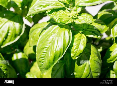 Basil Plant In Close Up Horizontal Image Stock Photo Alamy