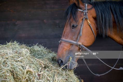 Horse eating hay | Caballos, Horse, Imagenes libres de derechos