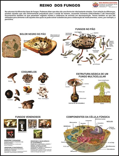 Mapa Reino Dos Fungos • Bia Mapas