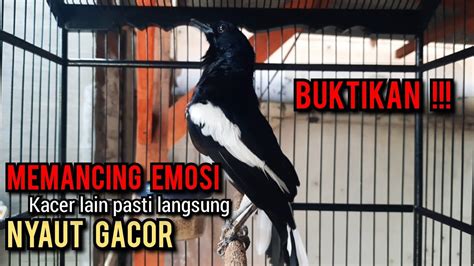 SUARA Kacer Gacor NGEPLONG MEMANGGIL LAWAN Paling Ampuh Buat PANCINGAN