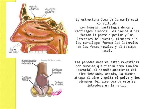 La Nariz