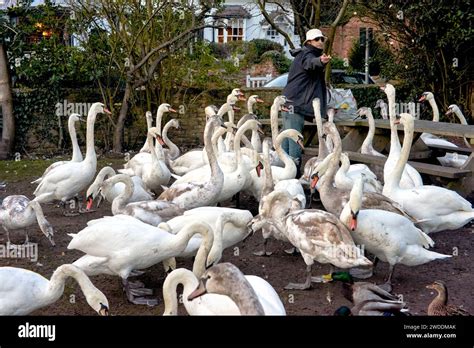 Hand Feeding Swans Mute Swans Cygnus Olor Gathering On The River