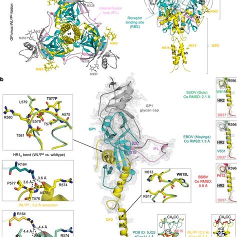 Structural Characterization Of EBOV GP With Stalk And HR1C Mutations A