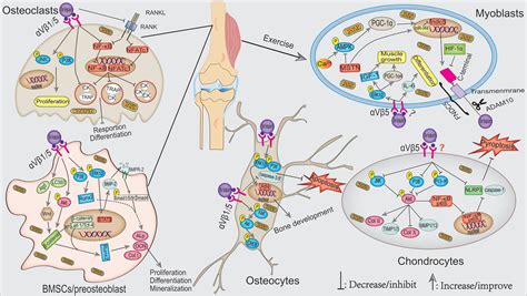 Frontiers Role Of Irisin In Physiology And Pathology