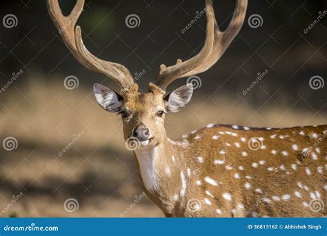 Wild Male Deer Stock Photo Image Of Single Animal Outdoors 36813162