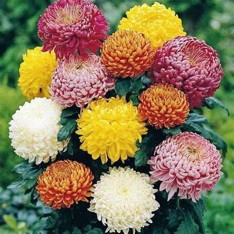 Chrysanthemum Early Double Mix Chrysanthemum Australian Seed