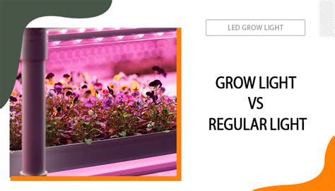 Differences Between Grow Light Vs Regular Light