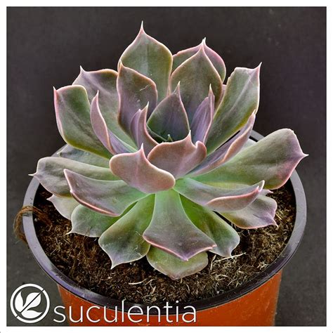 Echeveria Caribbean Suculentia Venta Online De Suculentas Y