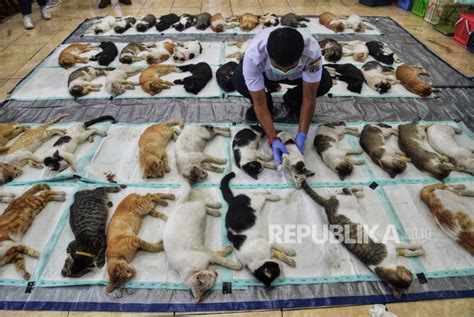 Tekan Populasi Kucing Di Jakarta Sudin Kpkp Gelar Layanan Sterilisasi