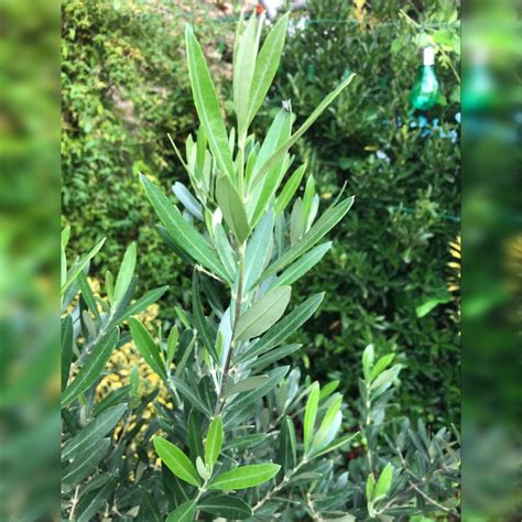 Olea Europaea Correggiola Olive Tree Correggiola In Gardentags