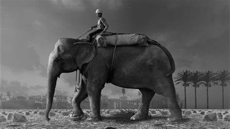 Organization How To Ride An Elephant