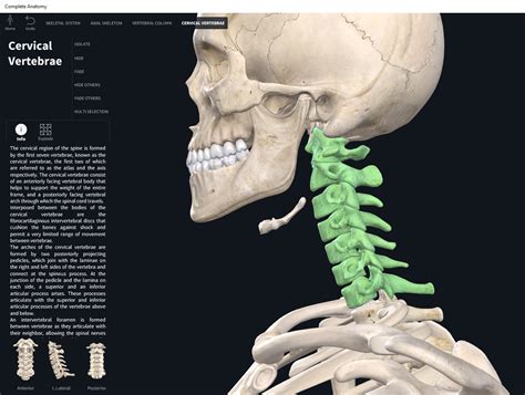 Cervical Vertebrae Bone