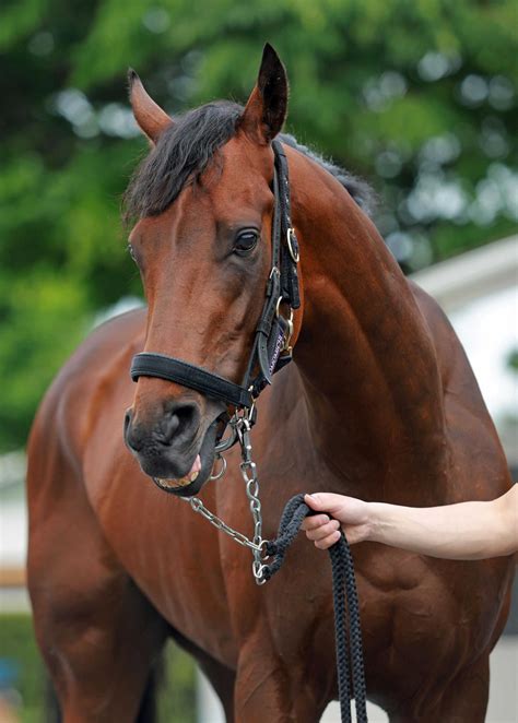 【日本ダービー】ジャスティンミラノいざ出陣 無敗2冠へデータも後押し 競馬ニュース Netkeiba