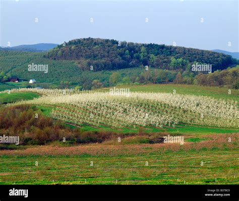 CHERRY & PEACH TREES IN SPRING BLOOM, PETERS ORCHARDS. FRUIT ORCHARDS, ADAMS COUNTY ...