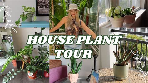 House Plant Tour 2023 My Full Houseplant Collection And Care Tips Youtube