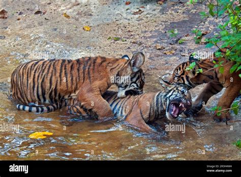 Malaysia Tiger Malayan Tiger Panthera Tigris Jacksoni Malayan Tiger