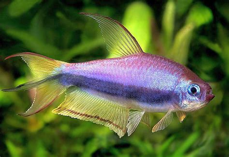 Emperor Tetra Nematobrycon Palmeri Tropical Fish Keeping