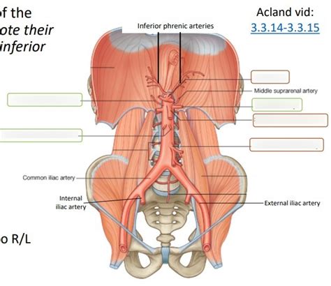 Posterior Abdominal Wall Vasculature Diagram Quizlet