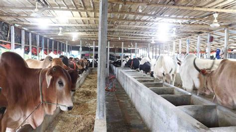 Lockdown Makes Natore Cattle Market Unstable Farmers Fear Loss