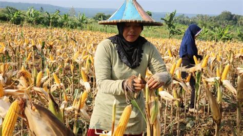 Kementanubi Jagung Lokal Dan Sorgum Jadi Pangan Alternatif