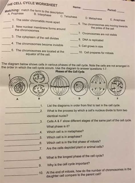 Exploring the Cell Cycle: A Visual Guide with Diagram Worksheet