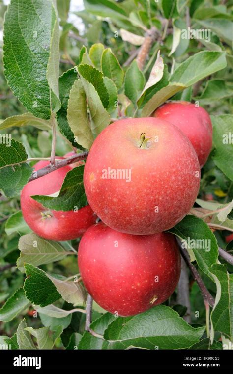 Apples Elstar Red Flame On The Tree Malus Domestica Stock Photo Alamy