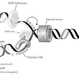 Etapas de la extracción del ADN La homogeneización y lisis celular son