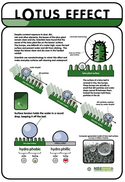 Lotus Leaf Effect — Resource — AskNature