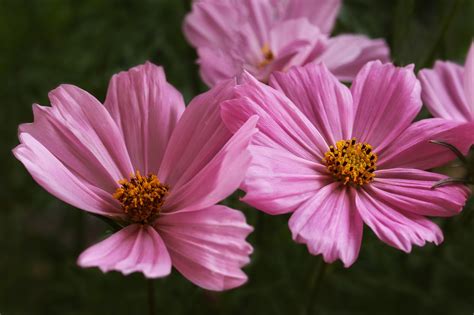 Cosmos Flores Rosadas Foto Gratis En Pixabay Pixabay