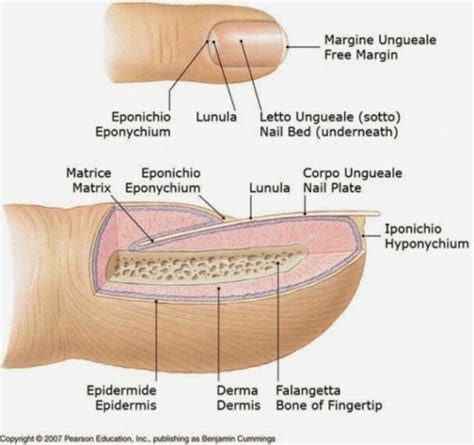 L Anatomia Dell Unghia Wikinails Consigli Per Tutti