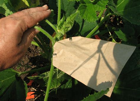 4a Bagging Flowers To Control Pollination Photo Cornell Department Of Download Scientific