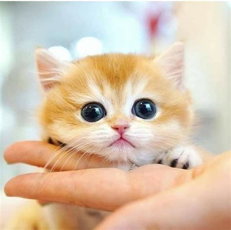 Adorable Kitten In Hand