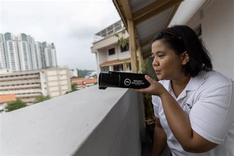 La Lucha Por Contener El Dengue Esterilizando Mosquitos En Singapur