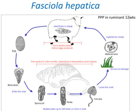 Cattle Parasitology Flashcards Quizlet