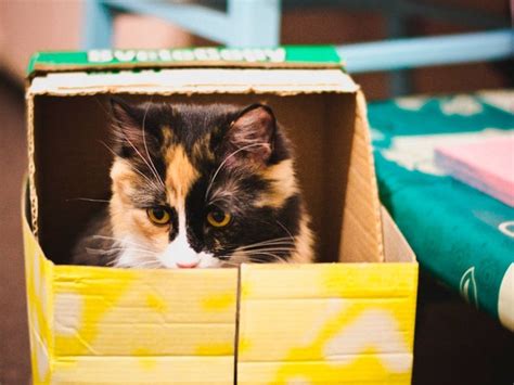 «el Fascinante Misterio ¿por Qué Los Gatos Adoran Las Cajas Diario