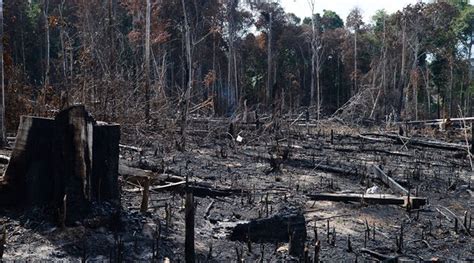 Desmatamento em Terras Indígenas aumenta 59 na pandemia