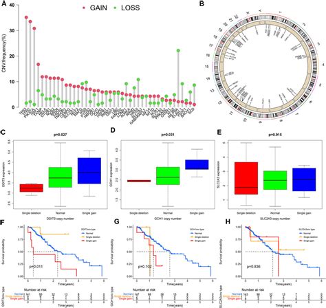 Frontiers Novel Immune Related Ferroptosis Signature In Esophageal