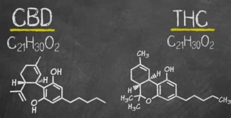 Diff Rence Entre Le Thc Et Le Cbd