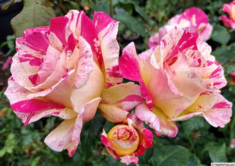 Cabana Plants Rose World