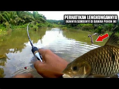 Mancing Ikan Hampala Adungan Di Rawa Tarikannya Luar Biasa Youtube