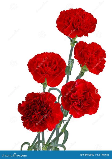 Red Carnation Bouquet Stock Photo Image Of Horticulture 52480062