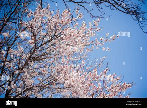 Apricot blossom with blue sky, Northern Area of Pakistan Stock Photo ...