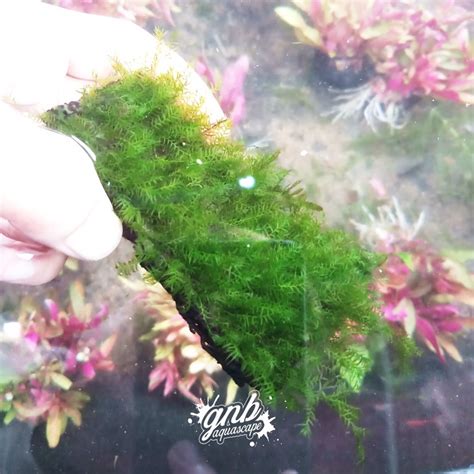 Jual FISSIDEN MOSS TANAMAN AQUASCAPE MEDIA LEMPENG Shopee Indonesia