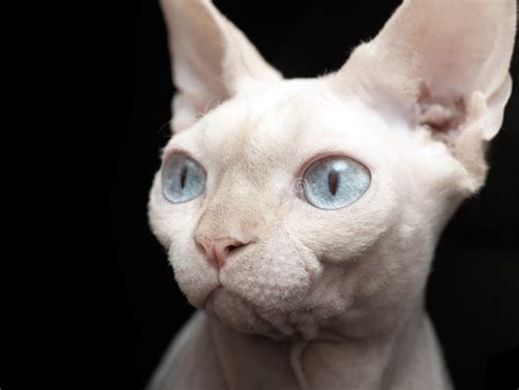 Sphynx Cat Stock Image Image Of Studio Portrait Shot 49202485