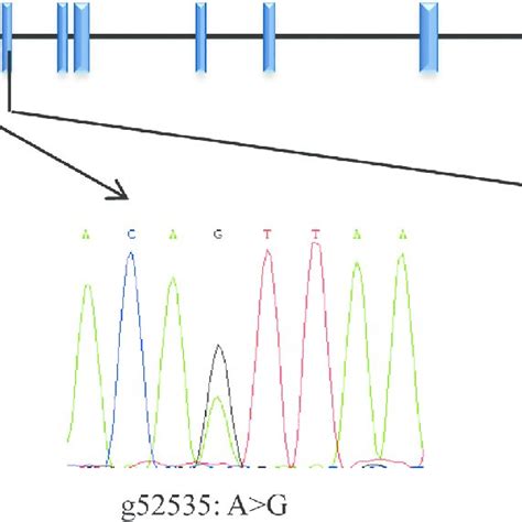 A Expression Levels Of The Ncapg Lcorl And Dcaf Genes In Fetal And