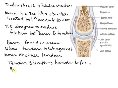 solved   full alternative text   tendon sheaths differ