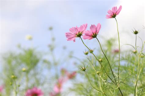 風に揺れるコスモスの花の無料の写真素材 Id34981｜フリー素材 ぱくたそ