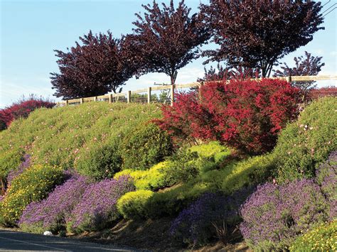 Hillside planting techniques | Details Landscape Art